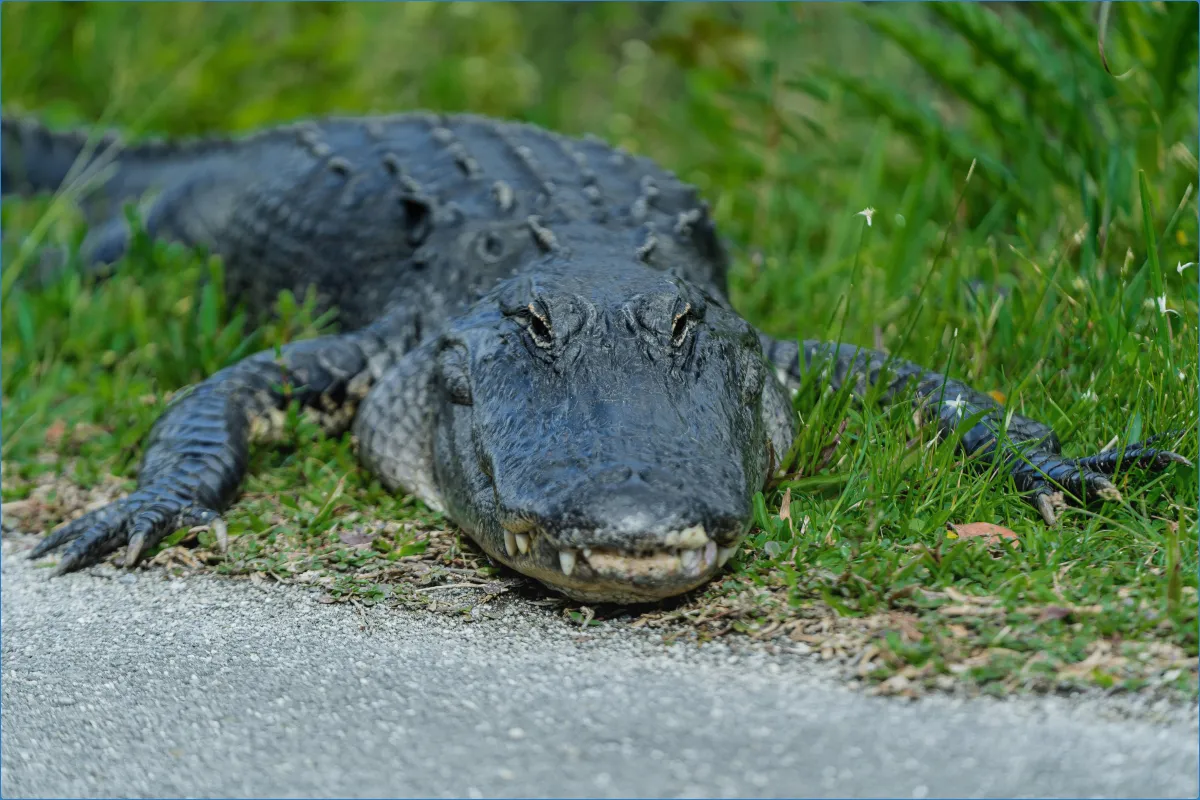 Alligator auf Gras liegend