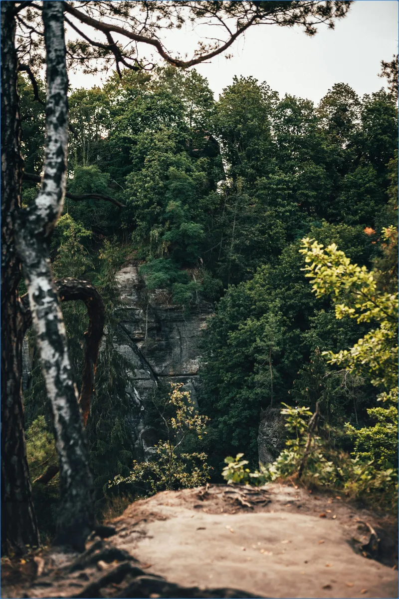 Waldlandschaft mit Felsen und Bäumen