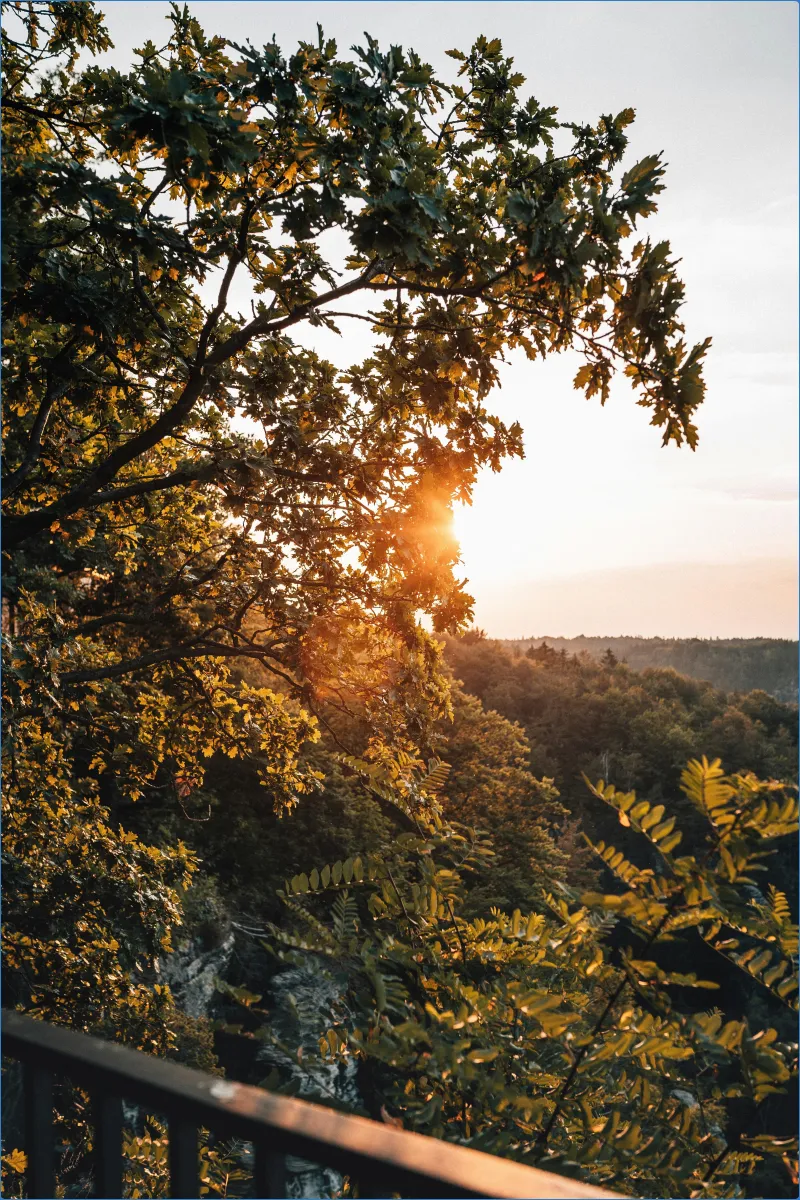 Sonnenuntergang hinter Bäumen