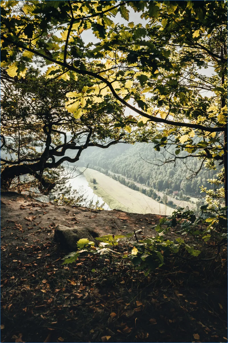 Blick durch Bäume auf Fluss und Wald.