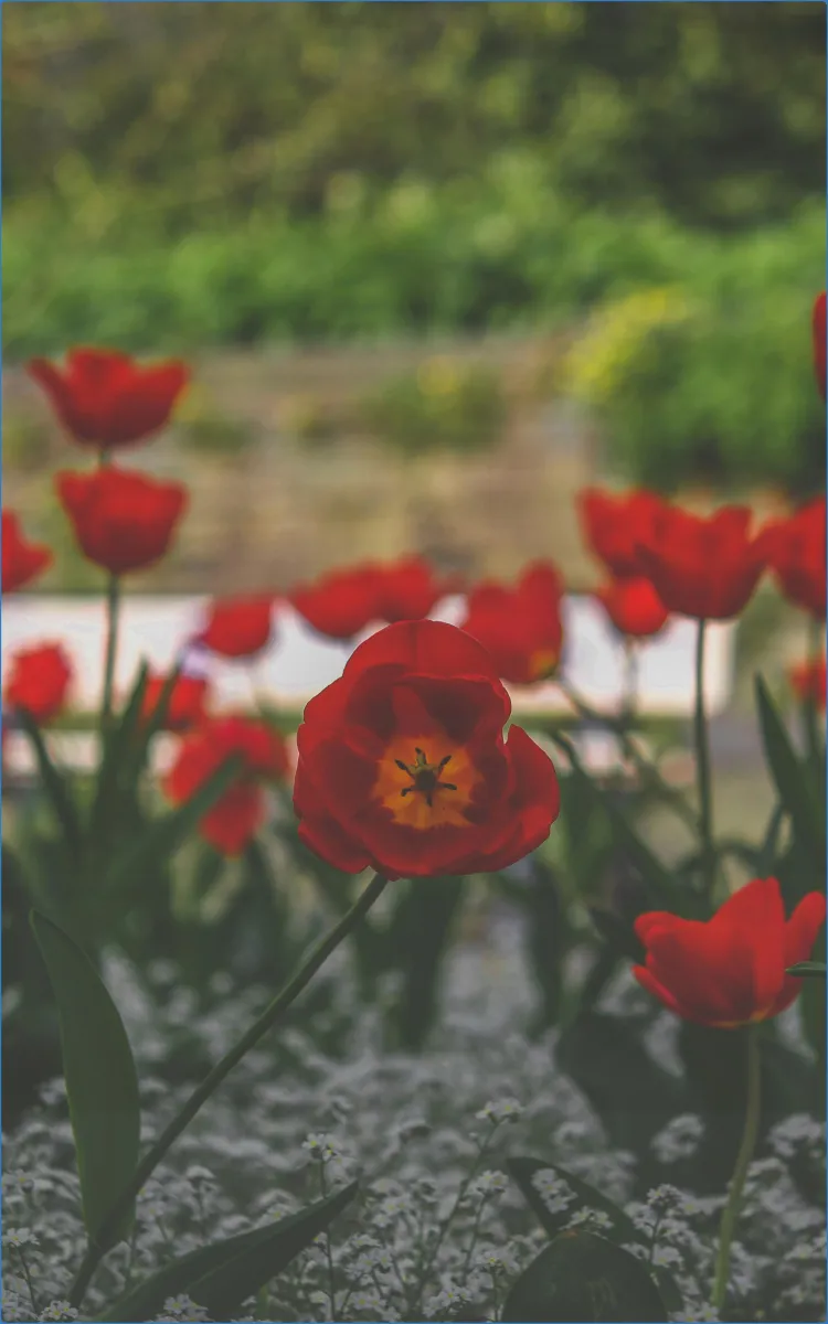 Rote Tulpen im Garten