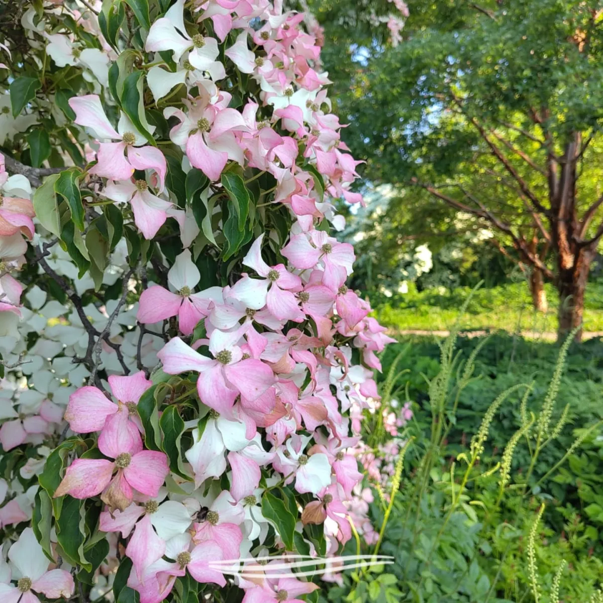 Rosa und weiße Blüten im Garten