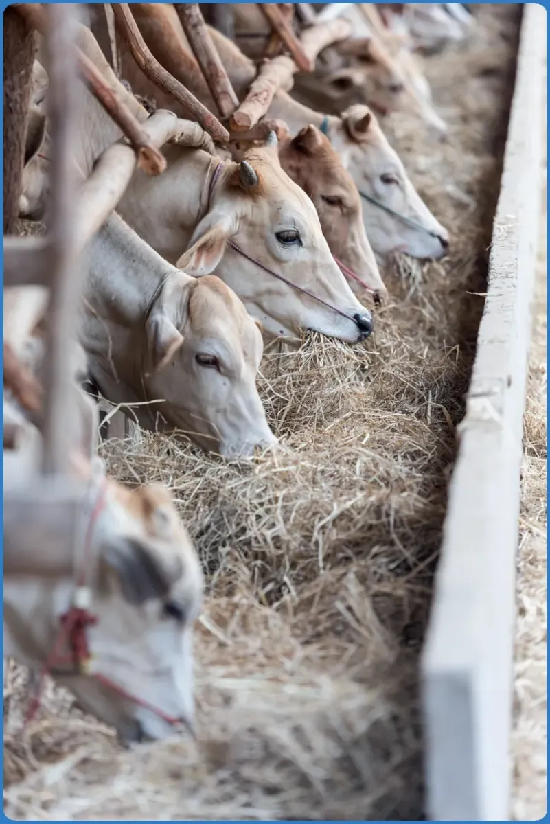 Kühe fressen Heu im Stall