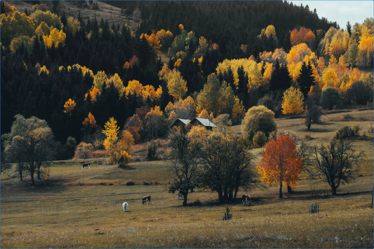 Herbstlandschaft mit Bäumen und Hütte