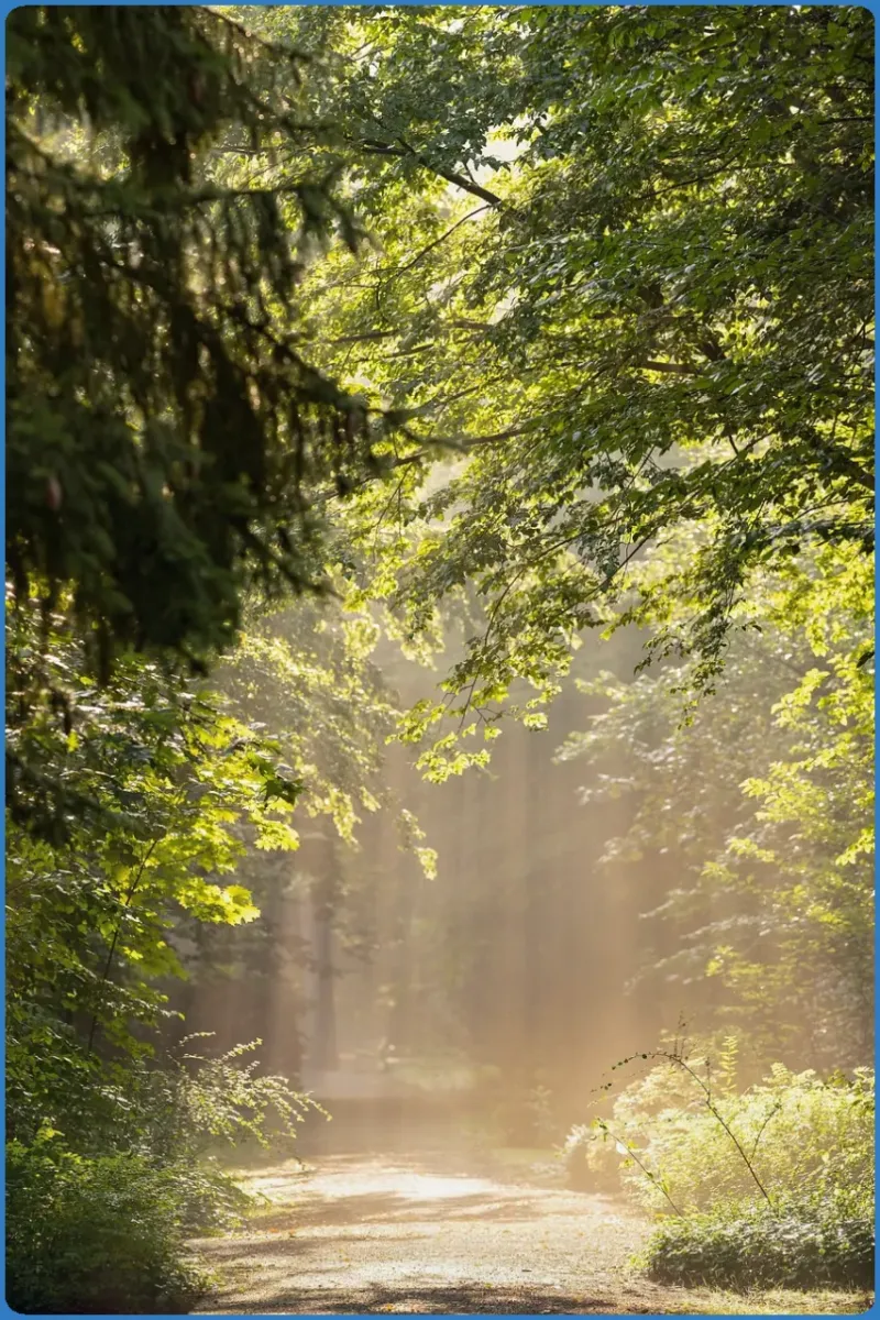 Waldweg im Sonnenlicht