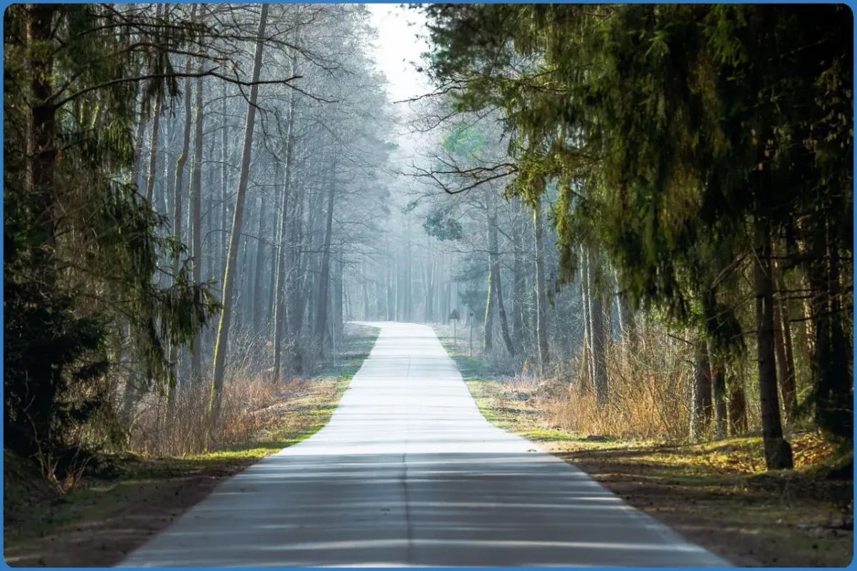 Gerade Straße durch einen Wald