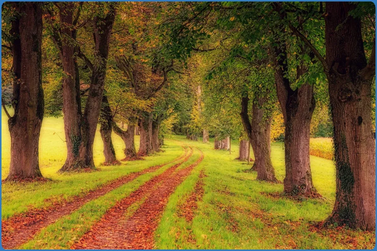 Baumgesäumter Weg im Herbst