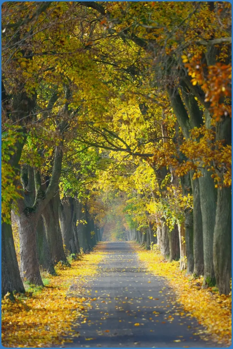 Allee im Herbst mit gelben Blättern