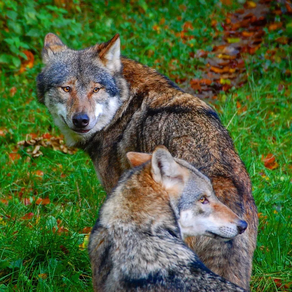Zwei Wölfe im Grünen