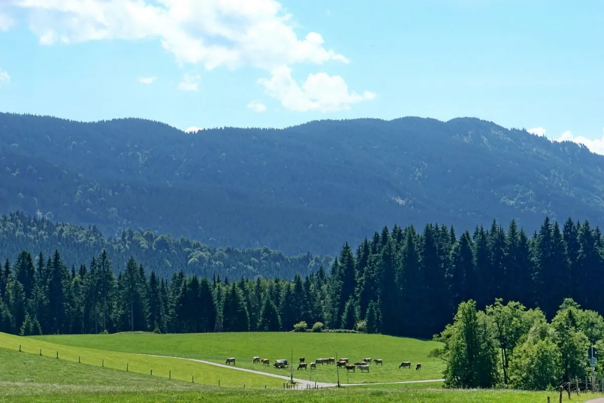 Landschaft mit Kühen auf einer Wiese vor einem Wald