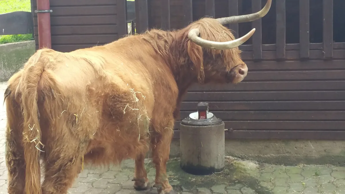 Schottisches Hochlandrind mit langen Hörnern