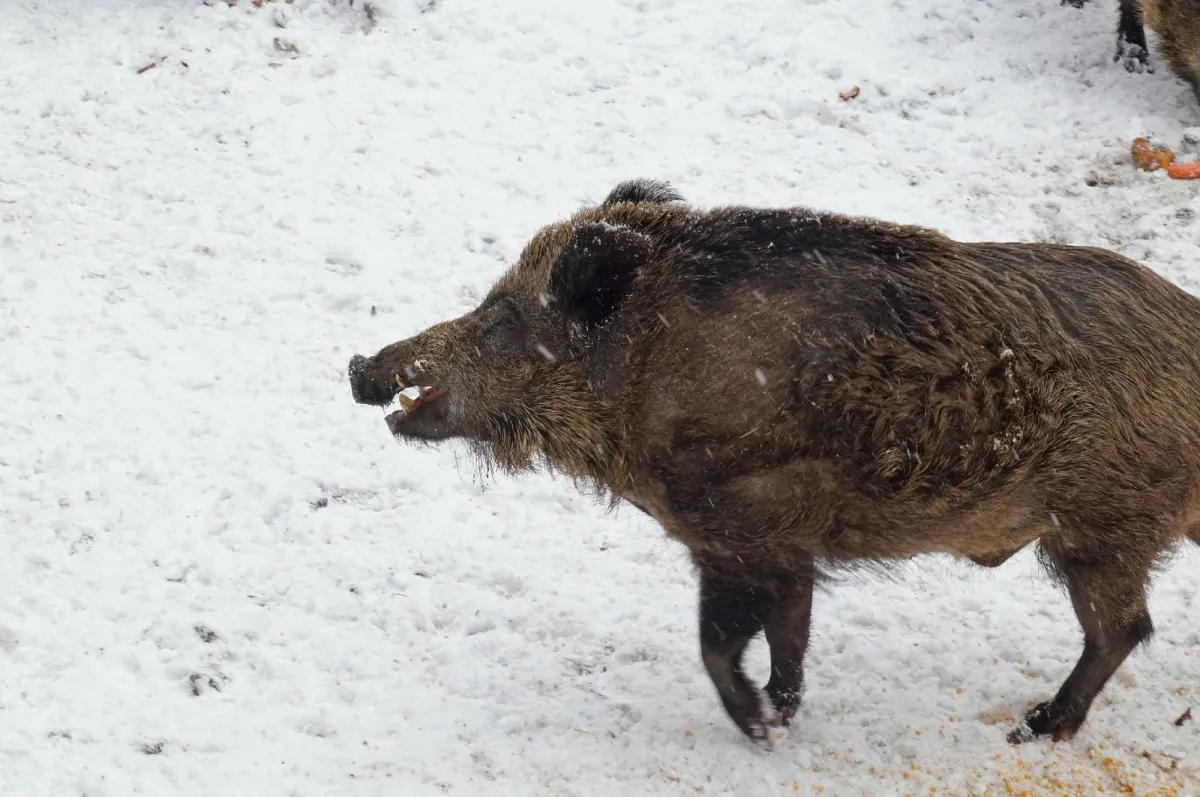Wildschwein im Schnee