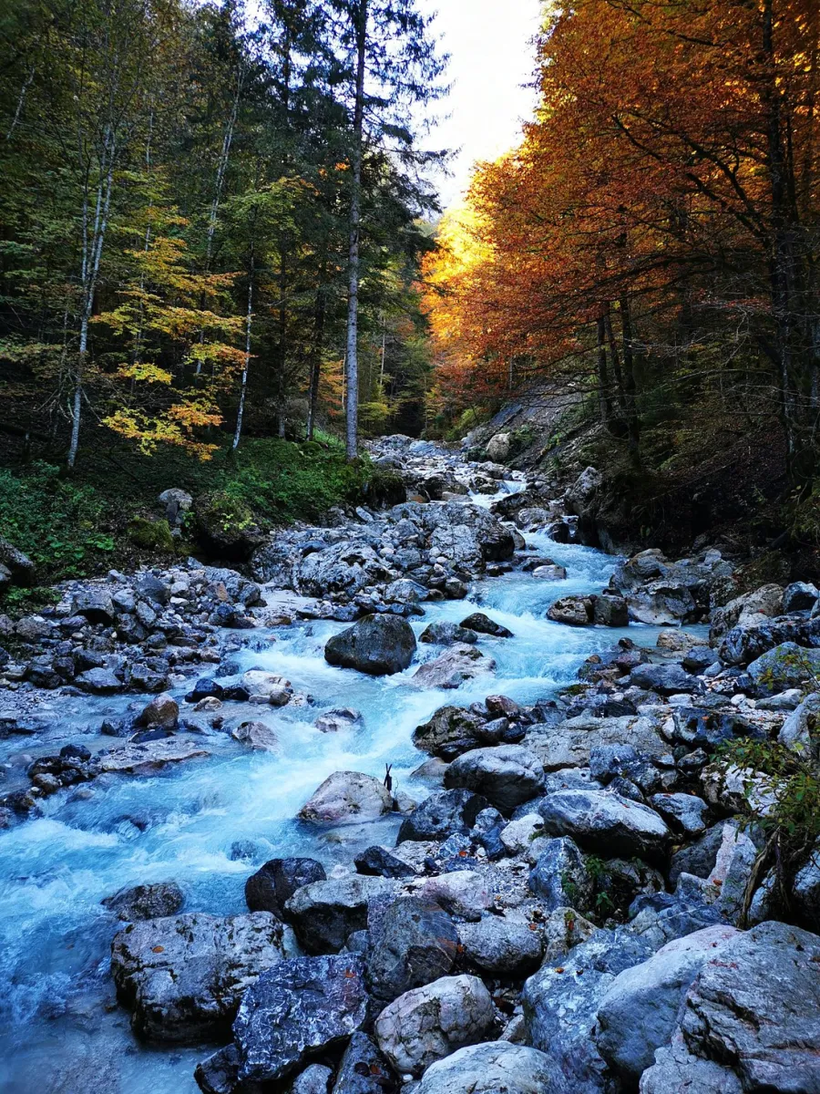 Bach fließt durch herbstlichen Wald