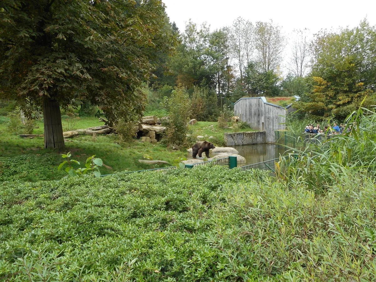 Bär in einem Zoo-Gehege