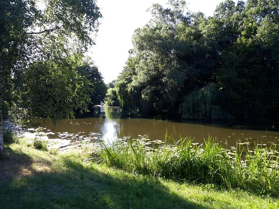 Fluss mit Bäumen und Seerosen