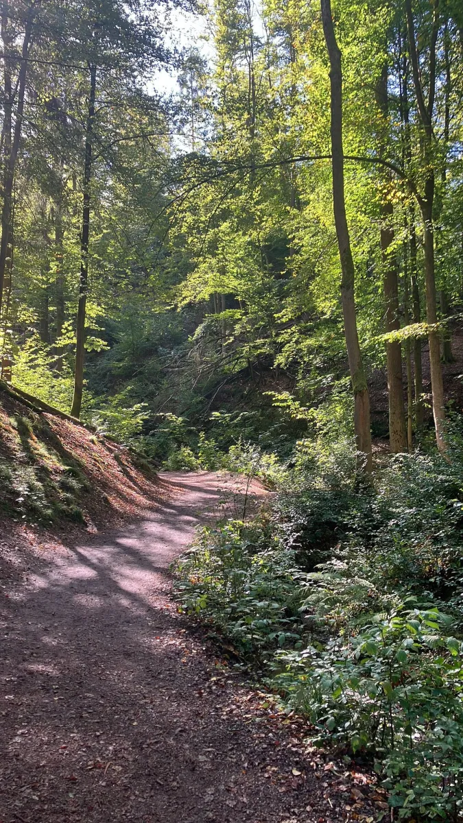Waldweg im Sonnenschein