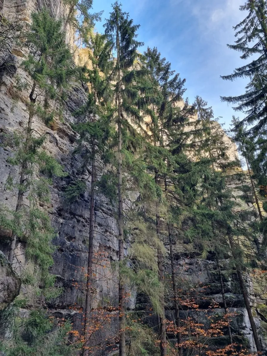 Hohe Nadelbäume vor einer Felswand
