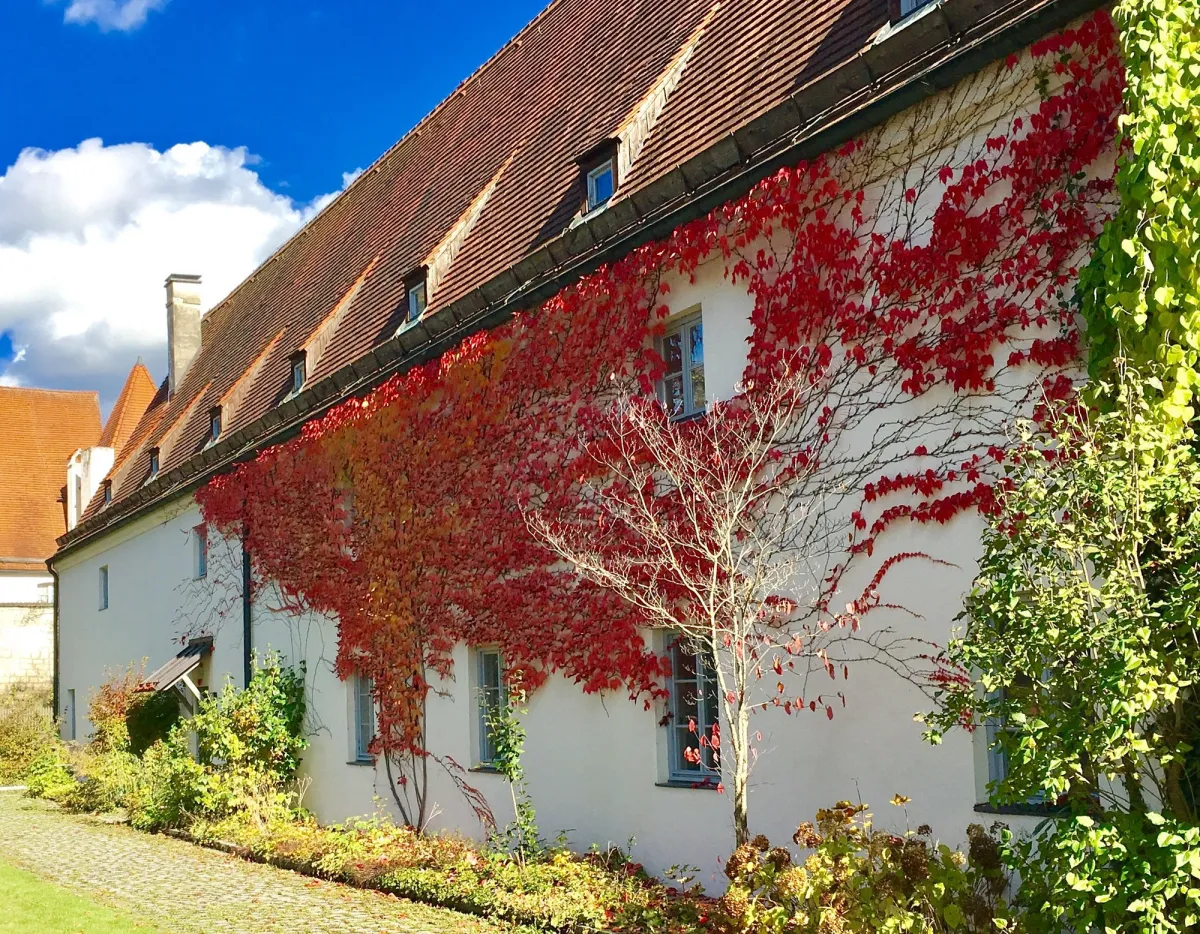 Haus mit rotem Efeu bewachsen