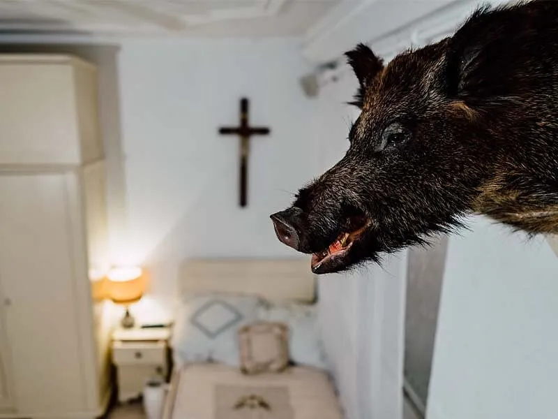 Wildschweinkopf an der Wand in einem Schlafzimmer.