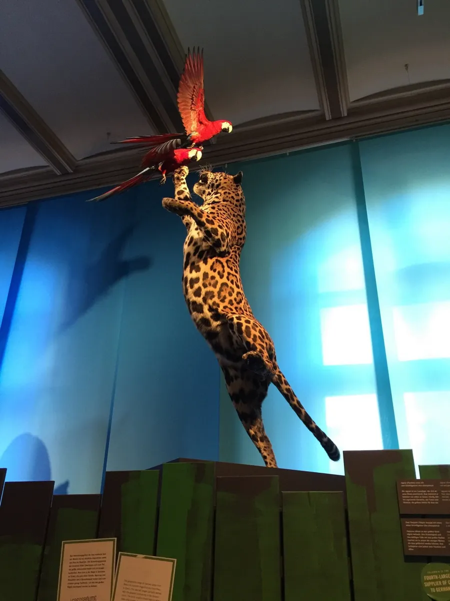 Ausgestopfter Jaguar springt nach Papageien.