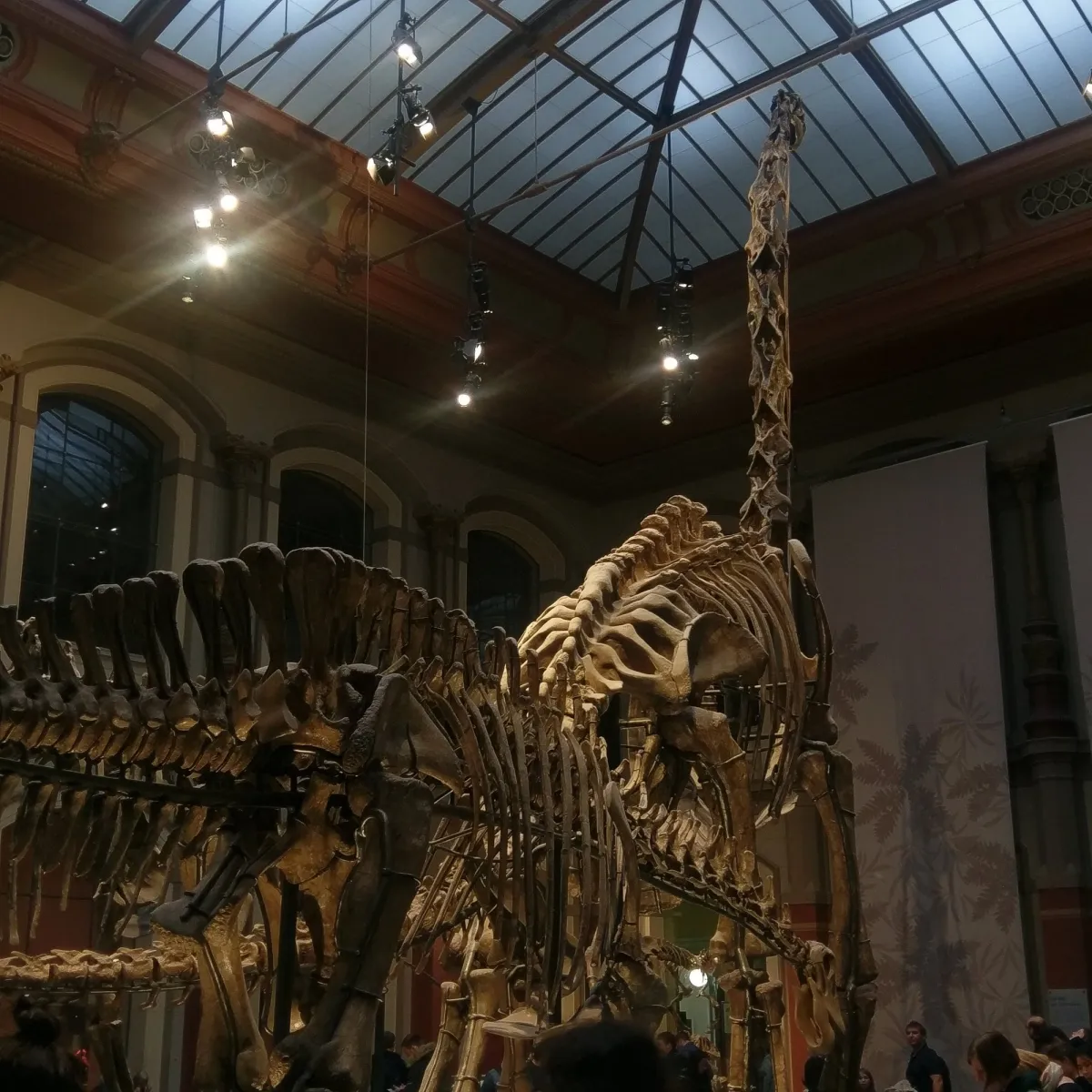 Dinosaurierskelett im Museum