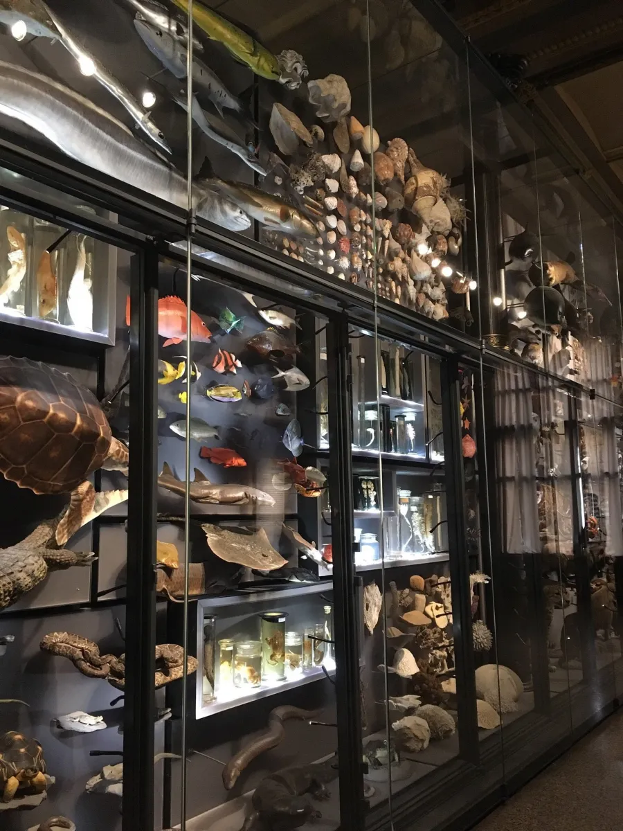 Vitrine mit ausgestopften Meereslebewesen und Muscheln.