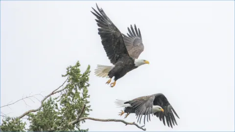 Eagles Flying