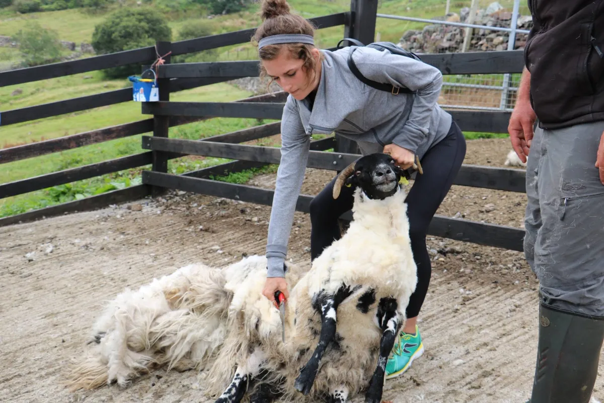 Killary Sheep Farm