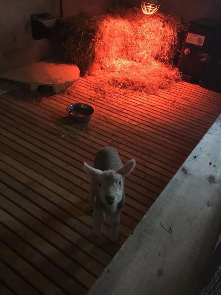 Killary Sheep Farm