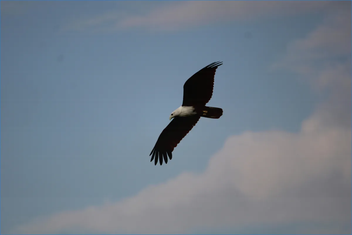 Eagles Flying