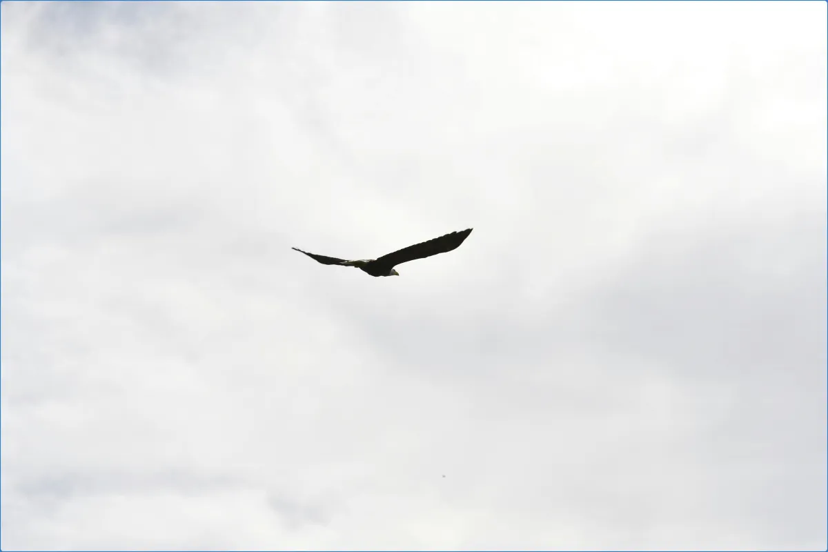 Eagles Flying