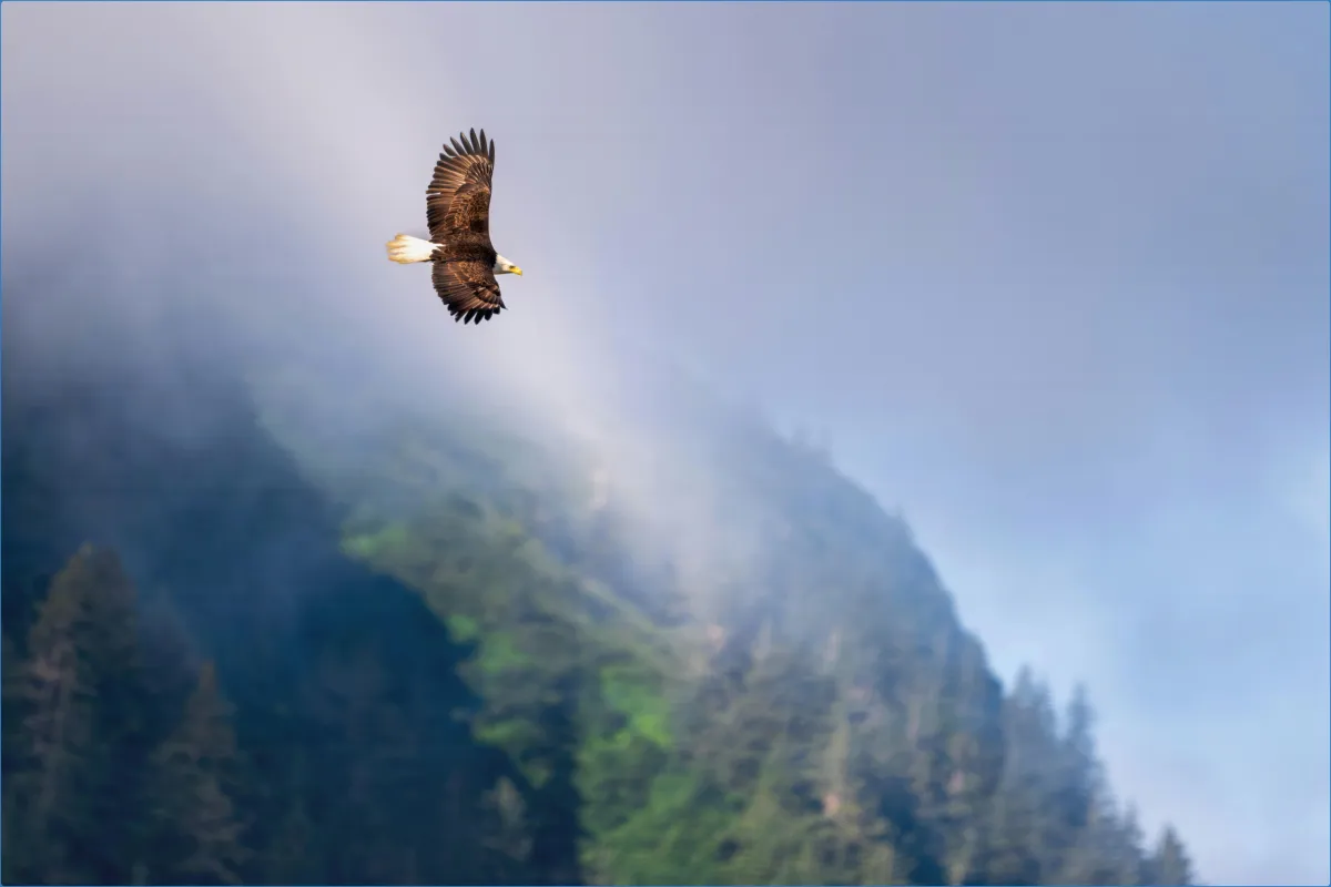 Eagles Flying