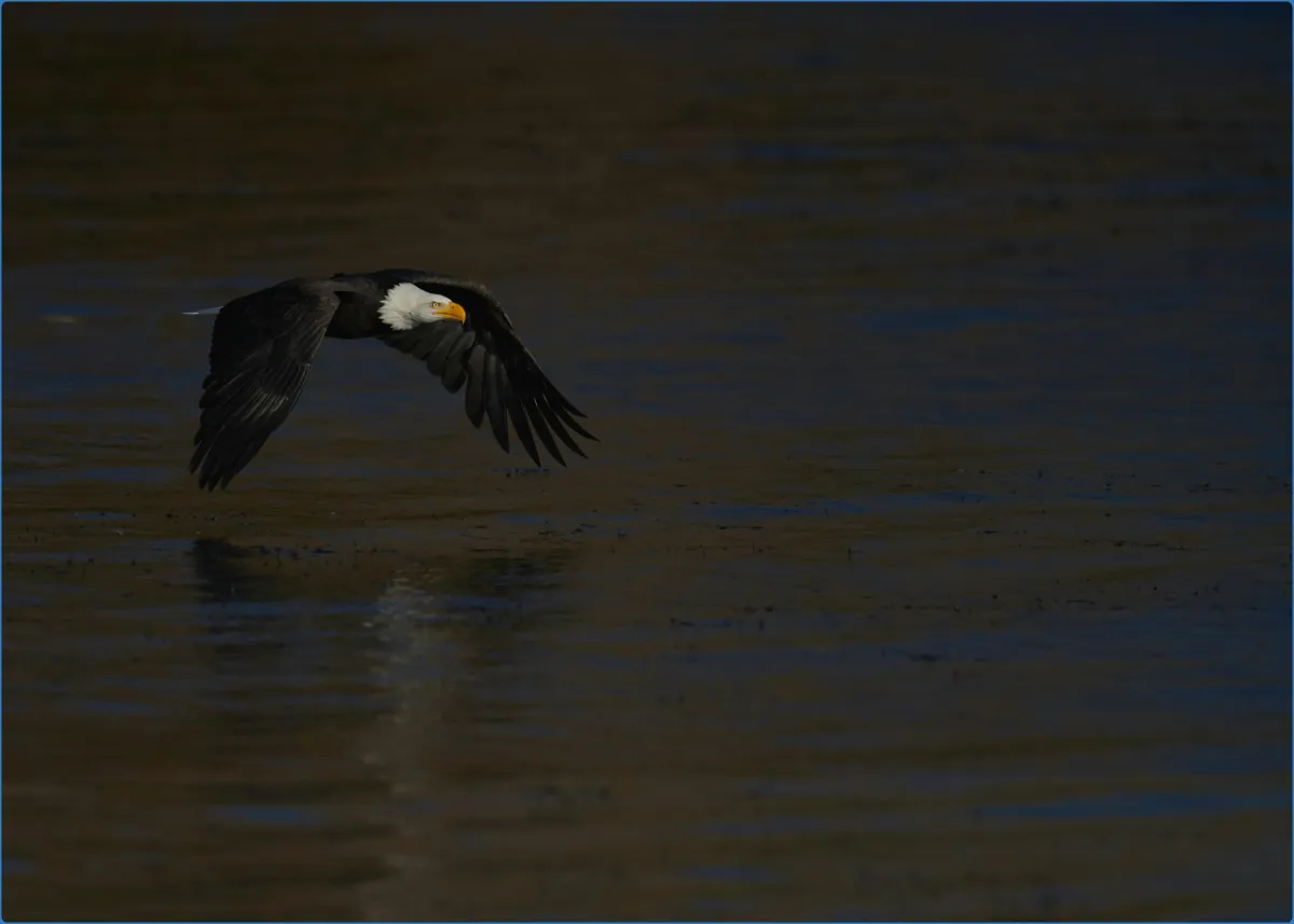 Eagles Flying
