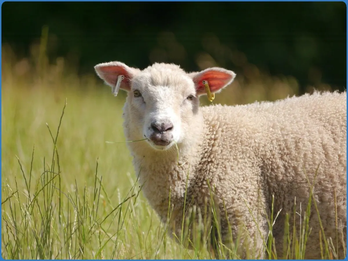 Killary Sheep Farm