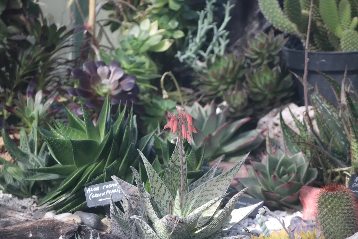 Coolwater Garden