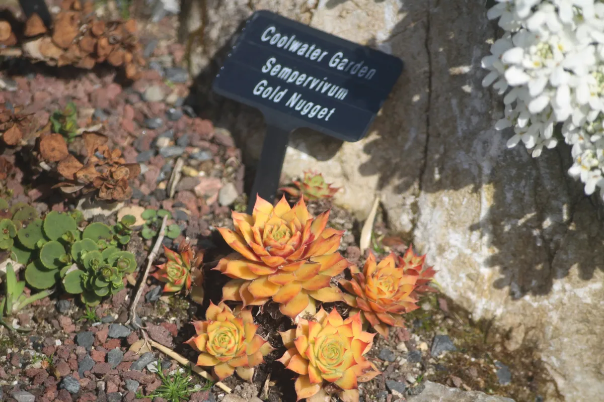 Coolwater Garden