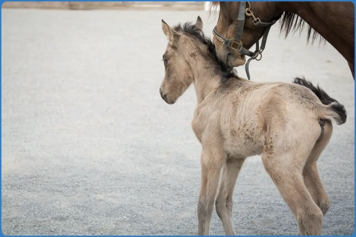 Hollywood Horse and Pony Trekking Centre