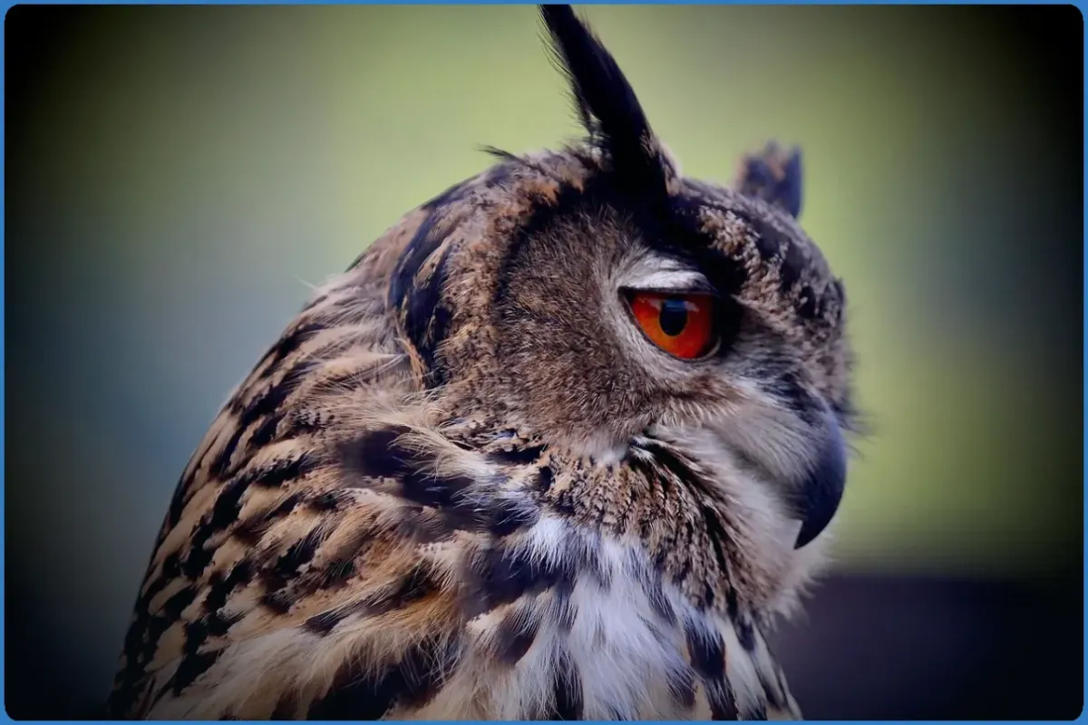 Burren Birds of Prey Centre