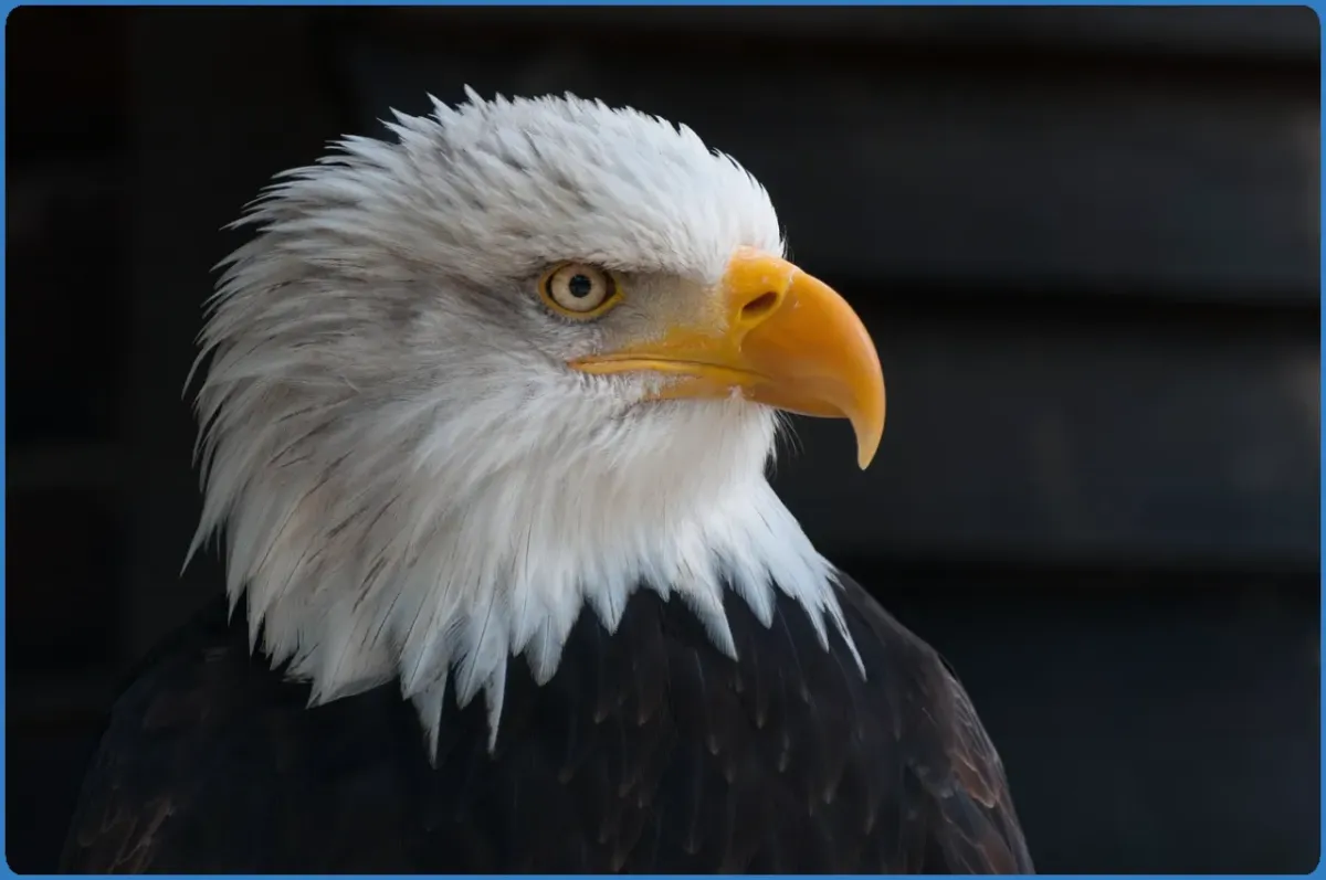 Burren Birds of Prey Centre