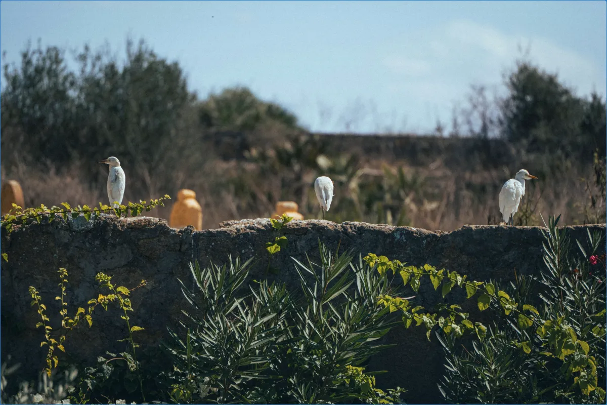 Burren Birds of Prey Centre