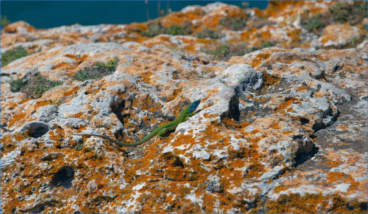 Burren Birds of Prey Centre