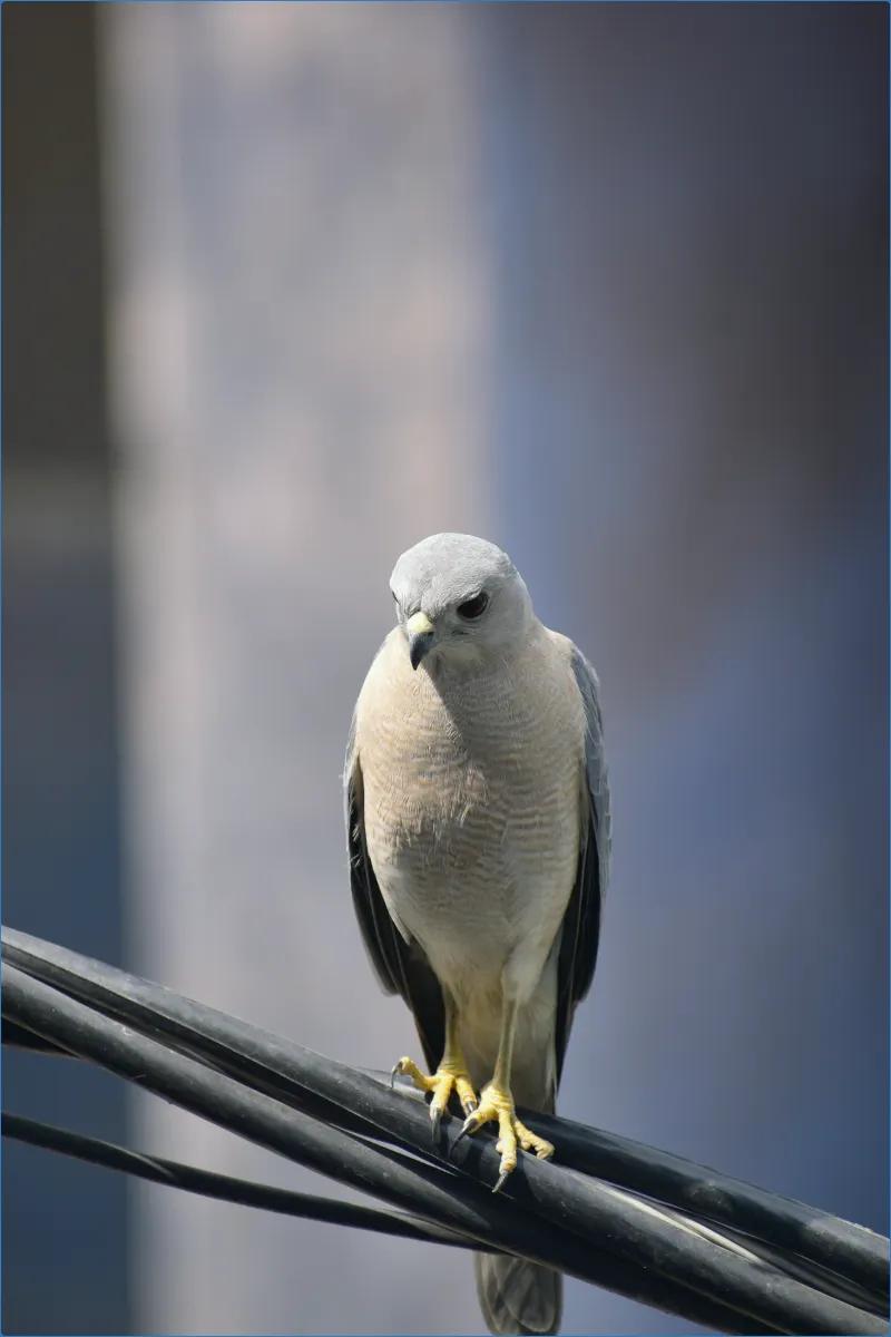 Bird perched on a wire
