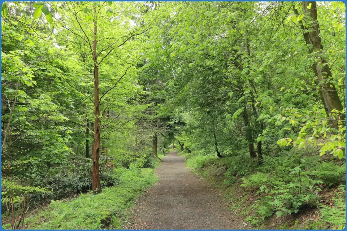 Pathway through lush green forest