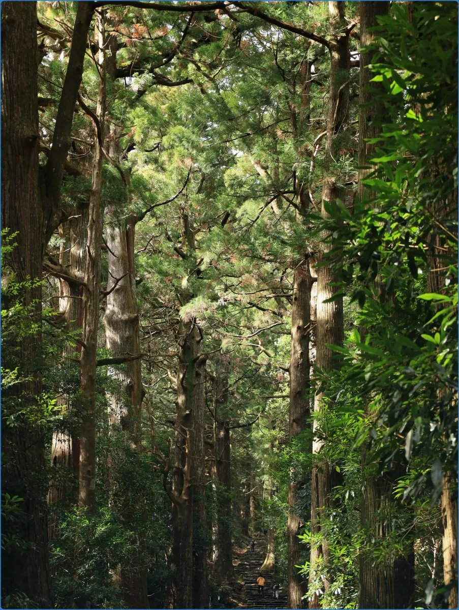 Tall trees lining a forest path