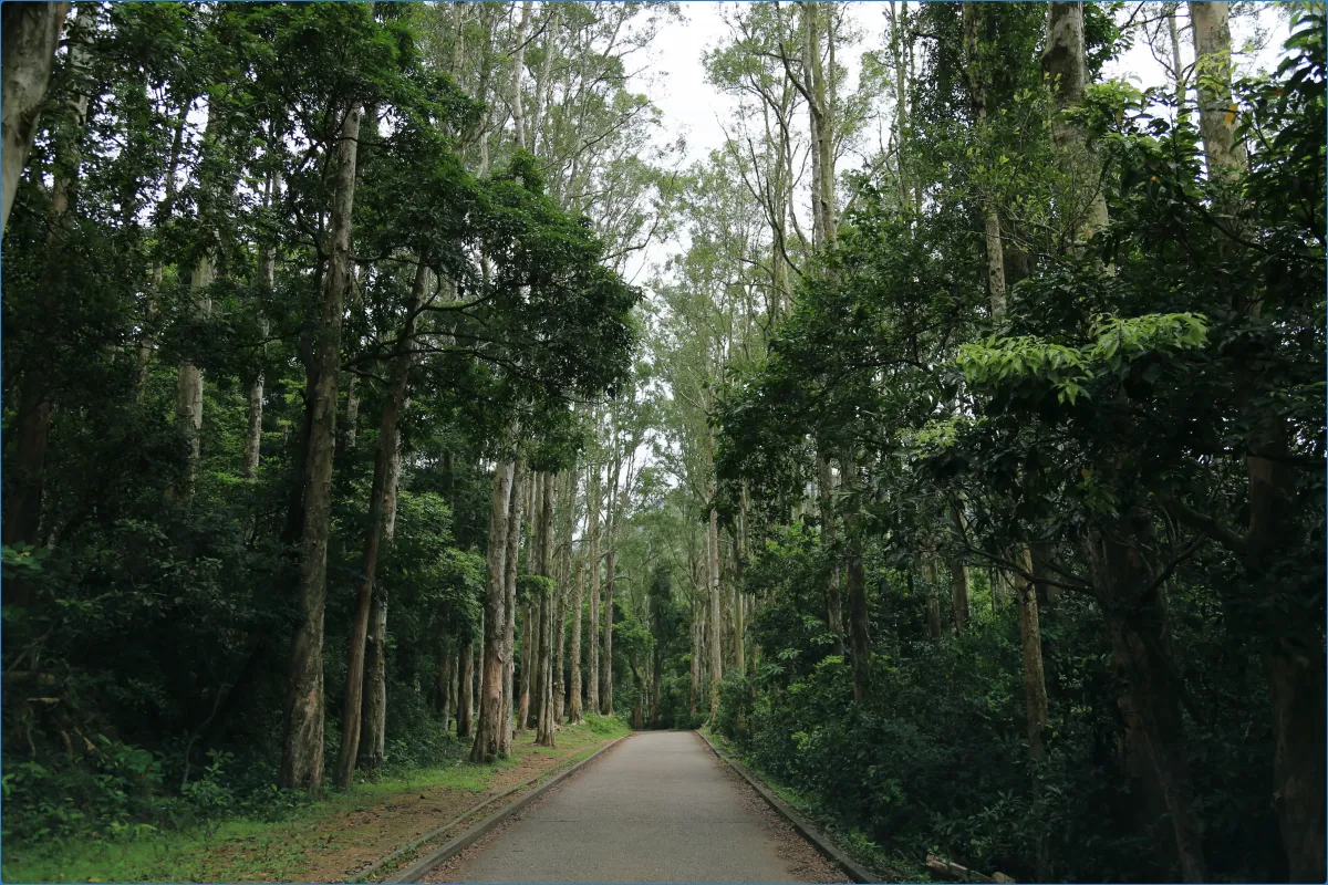 Pathway through a dense forest