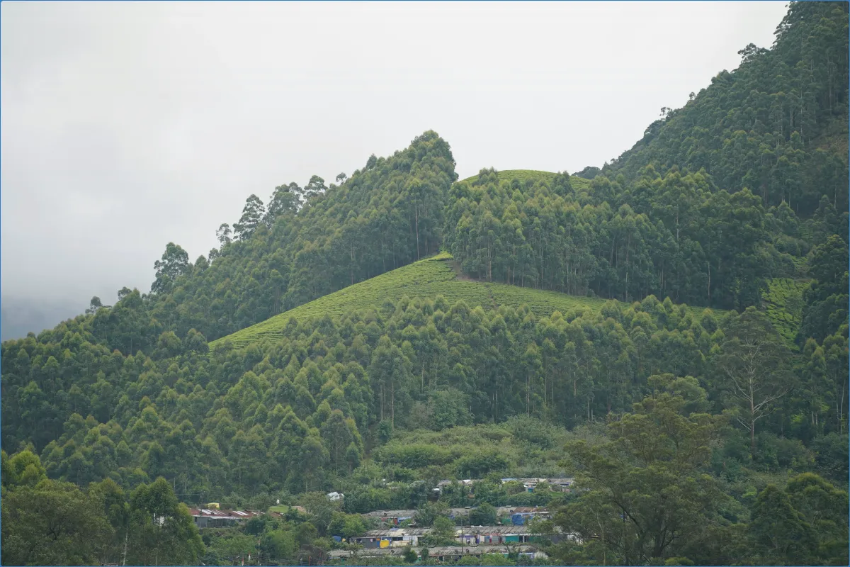 Lush green hillside with dense trees