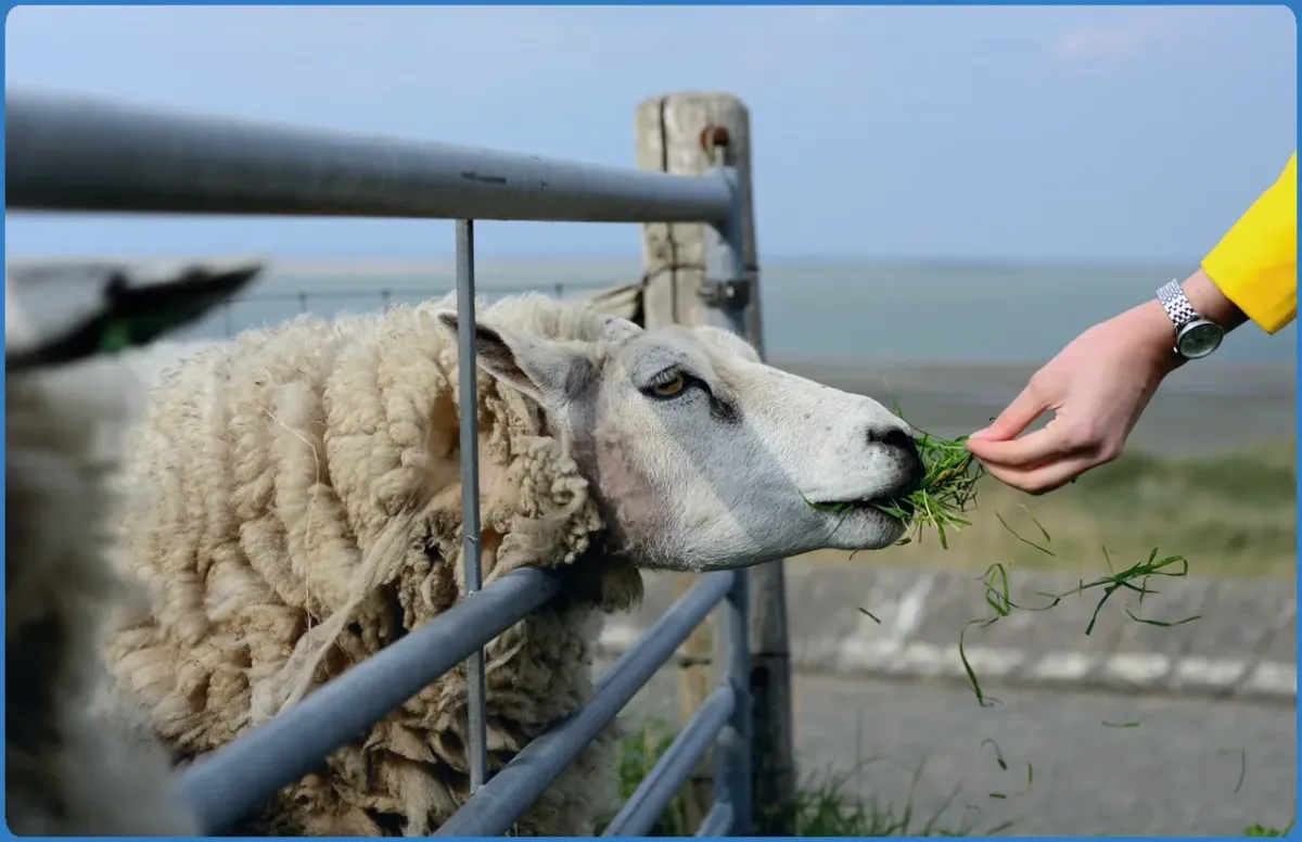 Kissane Sheep Farm