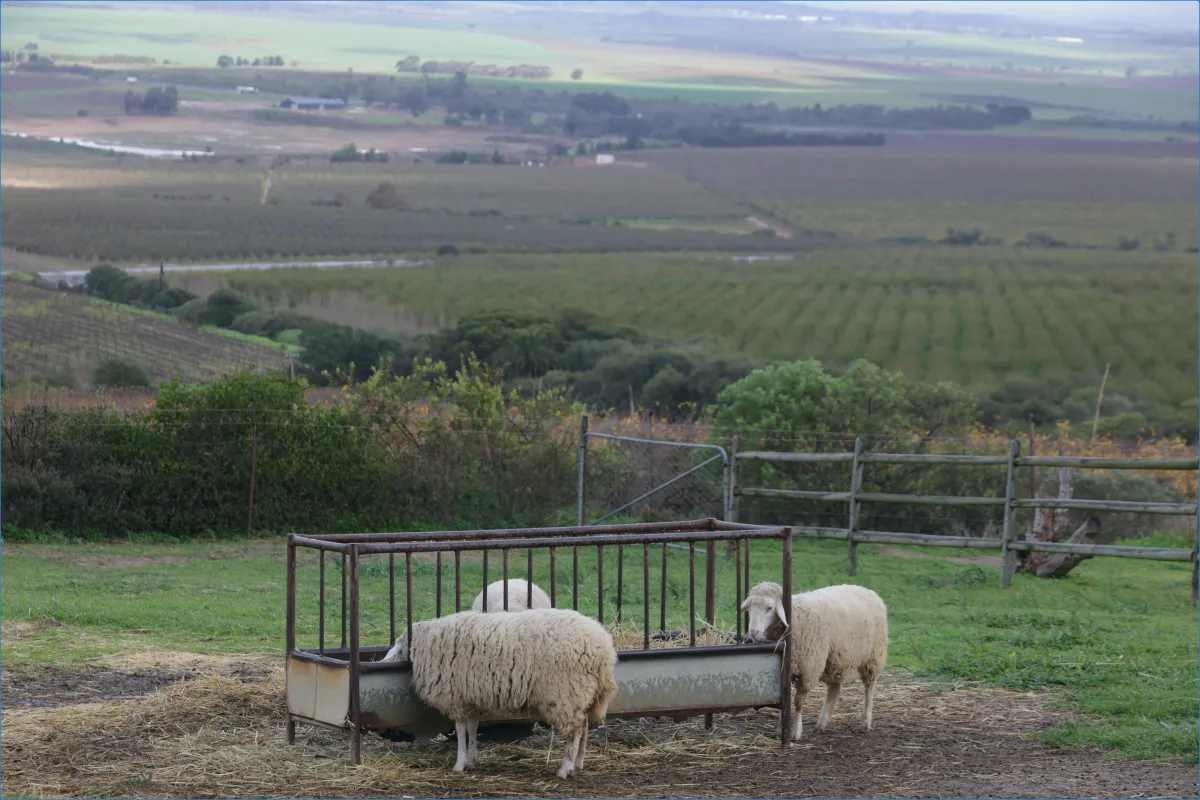 Kissane Sheep Farm