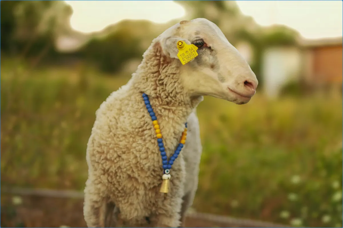 Kissane Sheep Farm