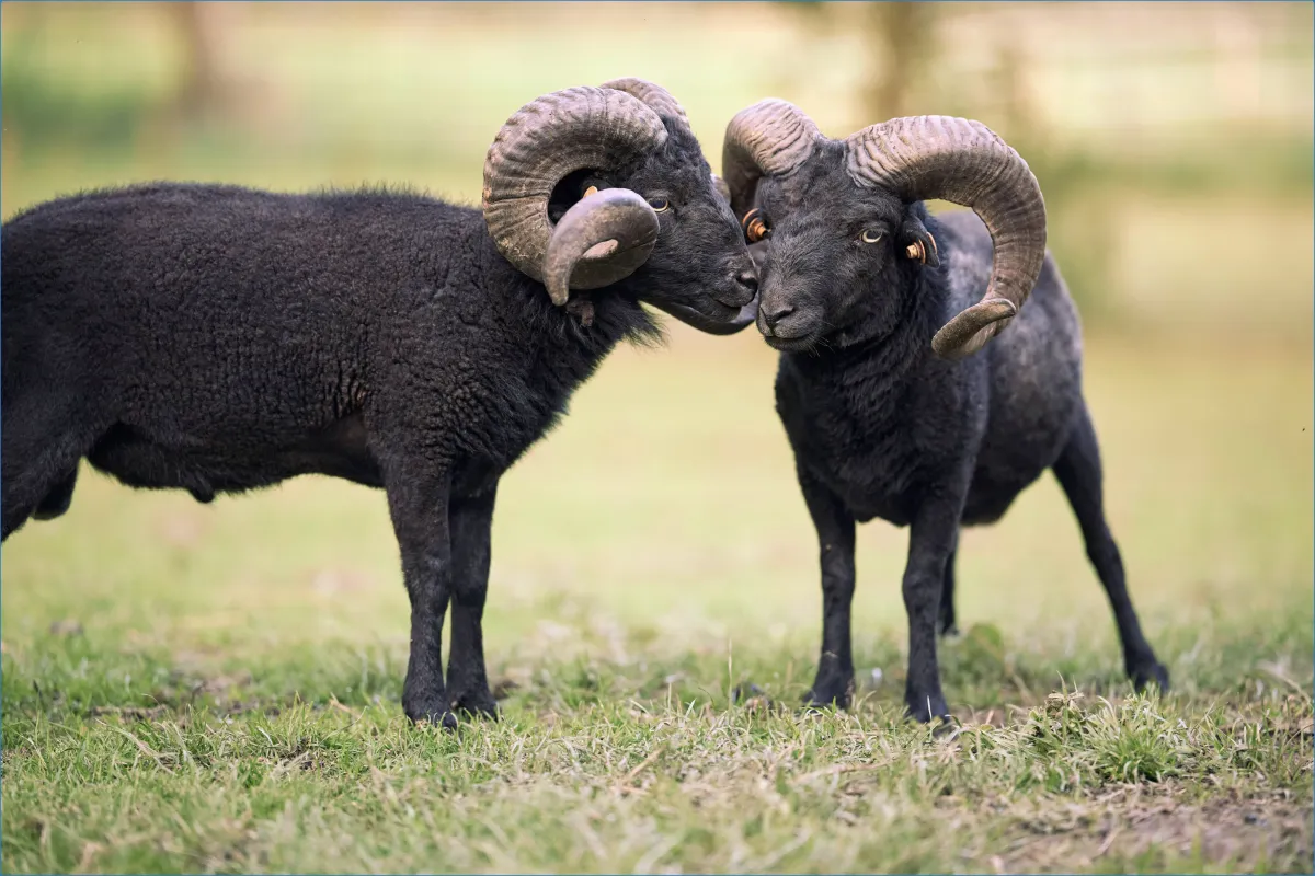 Kissane Sheep Farm